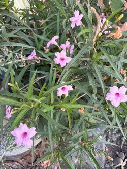 Petunia mexicana rosa
