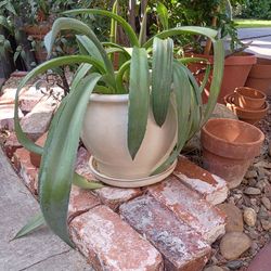 Plant in White Ceramic Pot 9"