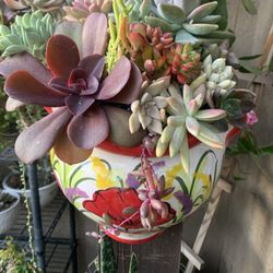 Homemade Succulent Plants 