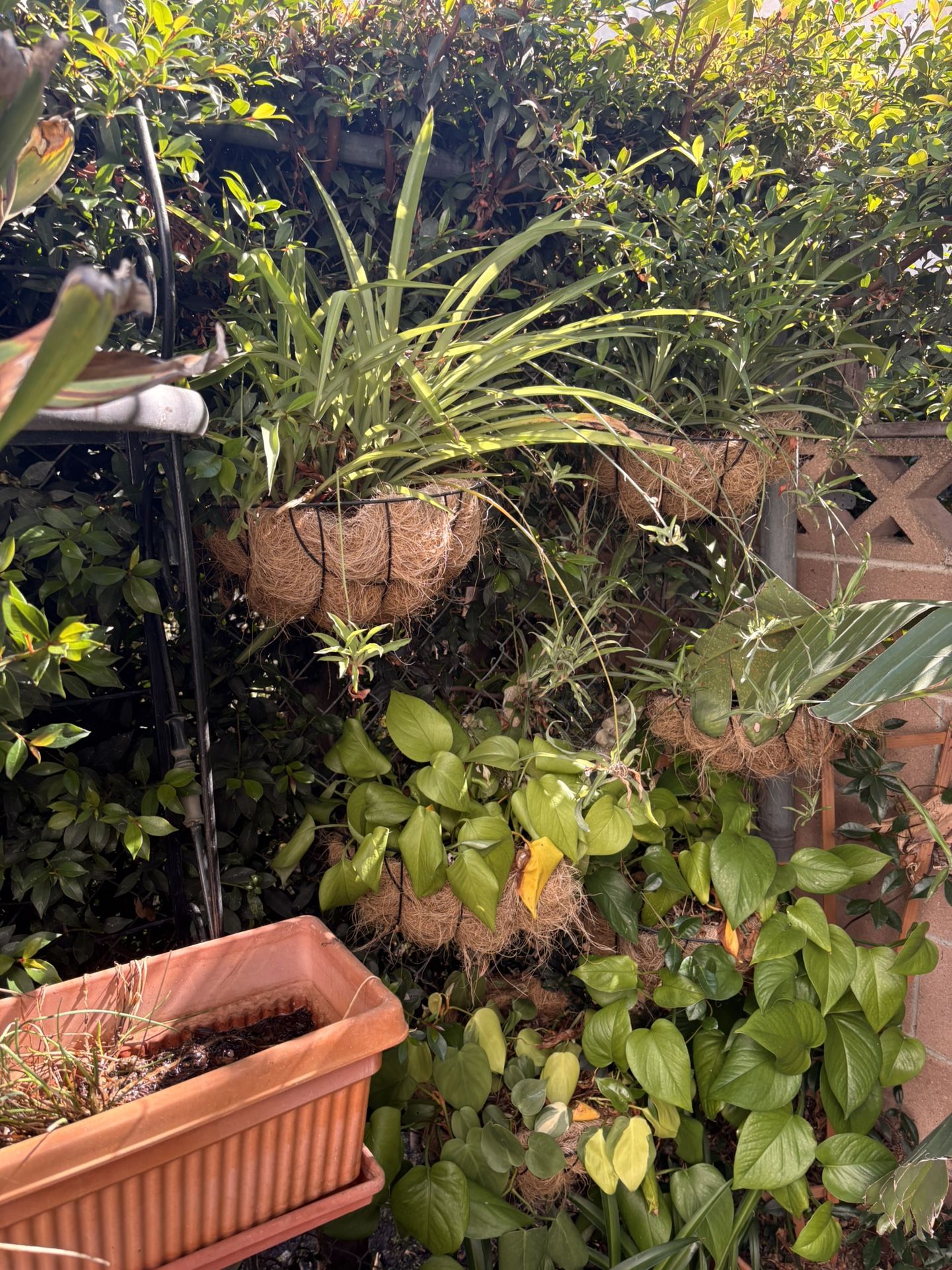 Hanging Pots Of Vines And Air Plants