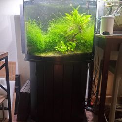 29 Gallon Bowfront Fish Tank With Stand