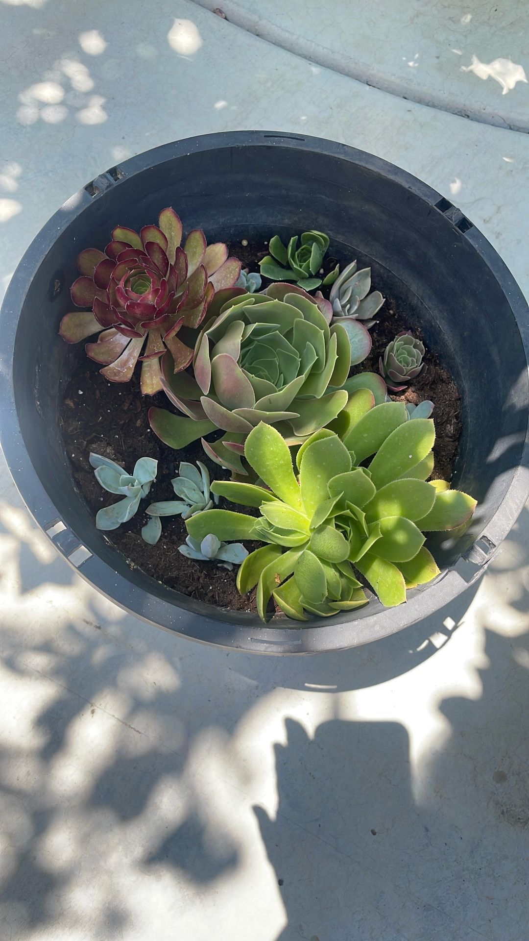 Succulents