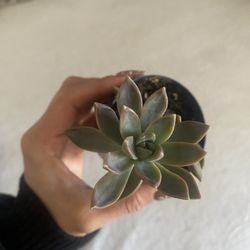 Potted Succulent Ghost Plant 