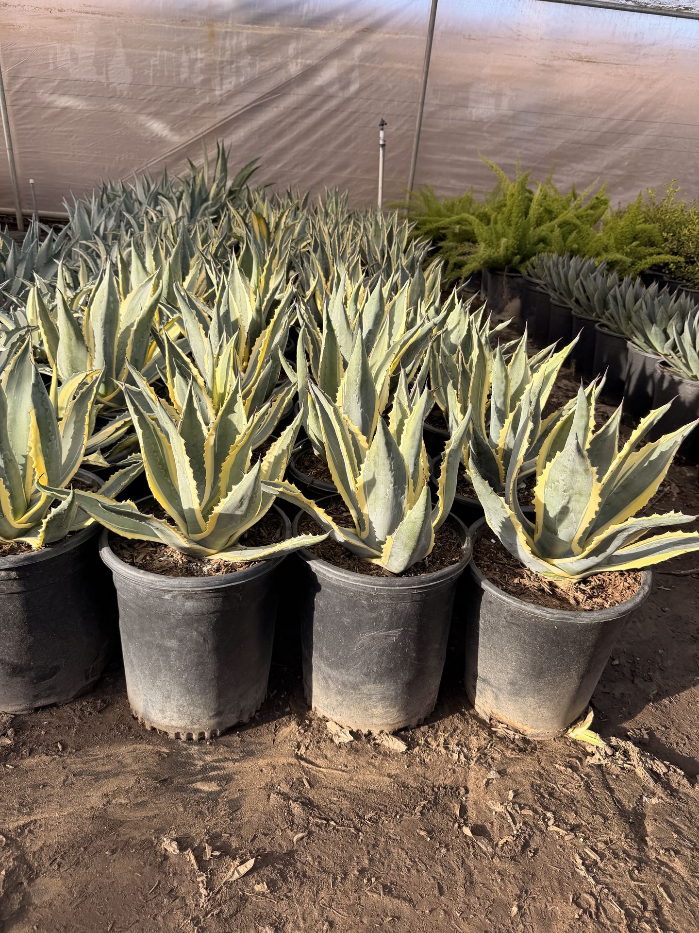 Agave americana 5 gal varigated
