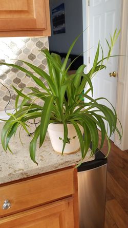 Spider Plants: How to Grow and Care for Spider Plants