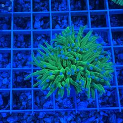 🔥 Saltwater Reef Fish Tank Decorations For Aquariums 