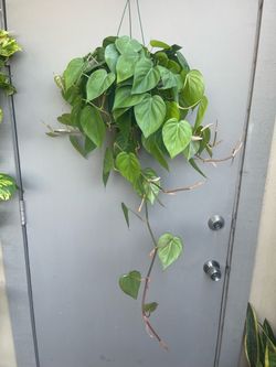 Heart Leaf Philodendron Cordatum House Plant 6” Hanging Pot