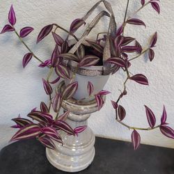 Rare Tradescantia Pink Paradise