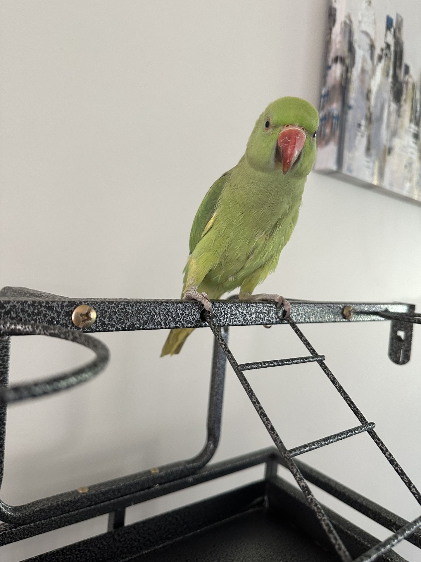 Indian Ring neck