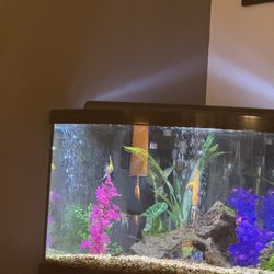 55 gallon Corner  Aquarium 
