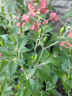 Plantas de chile piquin japonés