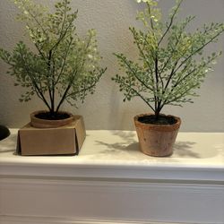 New Pottery Barn Potted Ferns 