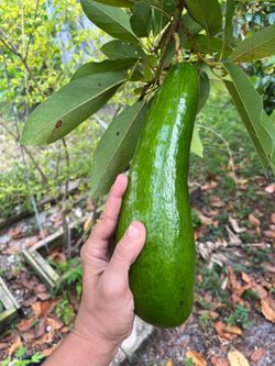 Large Fresh Green  Russell Avocado