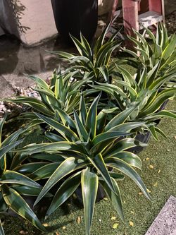 Agave
