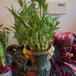 Plantas Y Bamboo De Coracion