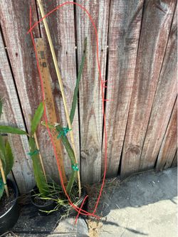 Dragonfruit plant-Sugar Dragon around 3ft