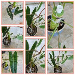 Beautiful Philodendron Billietiae