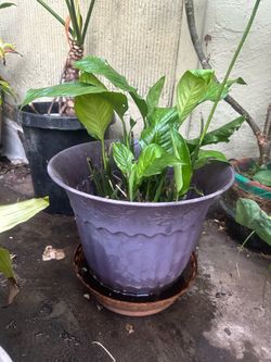spathiphyllum plant