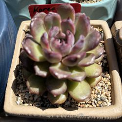 Amethyst Import $23 W/pot/$20 Plant Only.