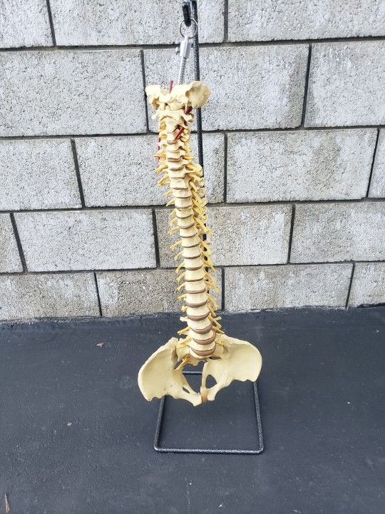 Spine Model-Life Size