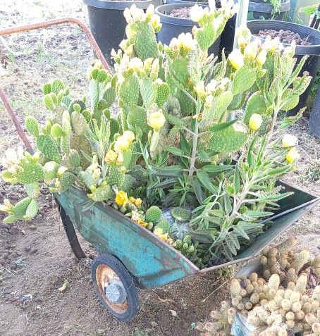 Large Opuntia humifusa Cactus In A Vintage Metal Cart