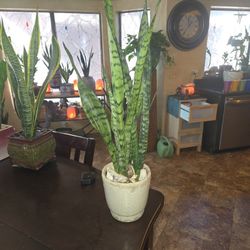 2ft 4in Tall Sansevieria Snake Plant In 6.5 Ceramic Pot With Shells And Stones 