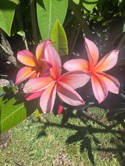 Plumeria Plant - Jungle Jack Epic