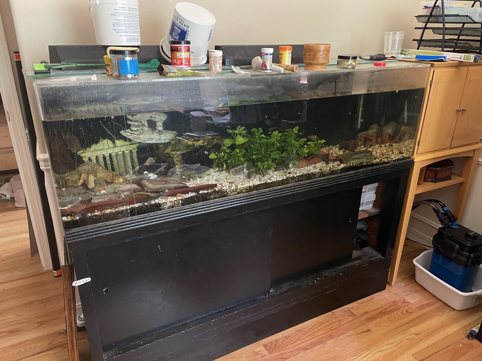 Free fish tank