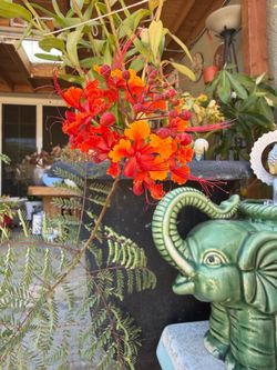 Mexican bird of paradise
