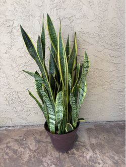 Snake plant