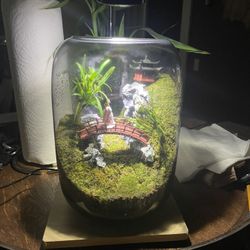Mini Terrarium With Real Plants And Moss