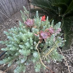 Succulents In A Pot