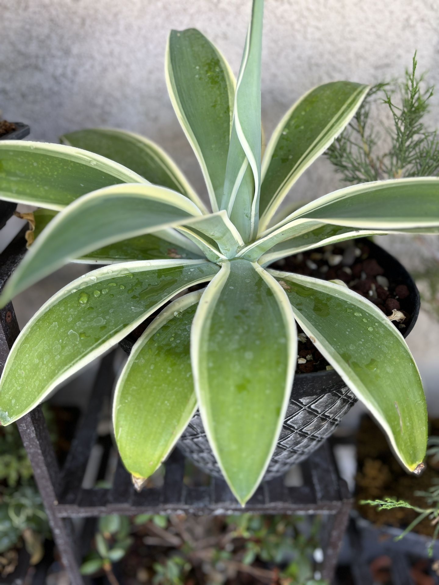 Agave Attenuata Variegated ‘Ray Of Light’ 