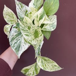 4” snow queen pothos 