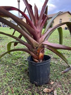 Bromeliads Red
