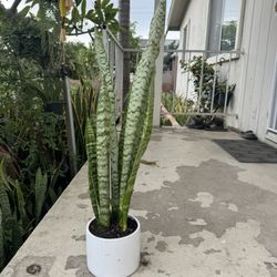 Snake Plant In Ceramic Pot