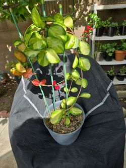 Hoya Australia Lisa