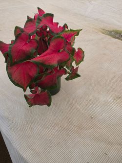 Caladium