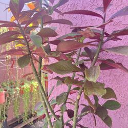 32” Tall African Milk Bush