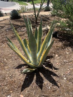 Agave Americana Variegata