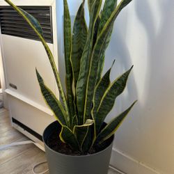 Snake Plant (3ft)