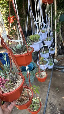 Succulent plants Arrangements