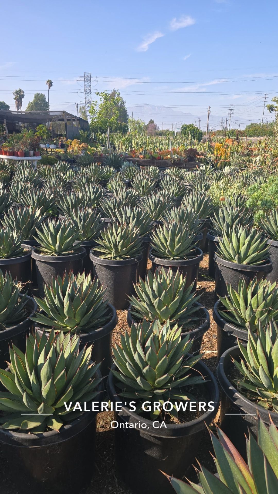 Agave Blue Glow