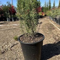 Rosemary