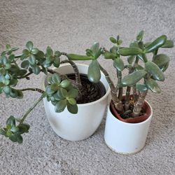 Succulents Plant Bundle