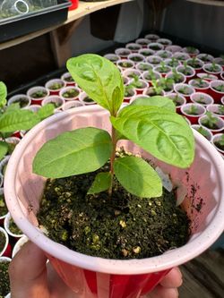 baby guava tree Seedling in Cup