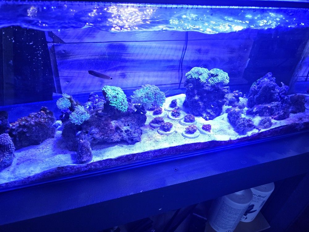 15 Gallon Reef Tank