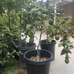Meyer Lemon Tree 