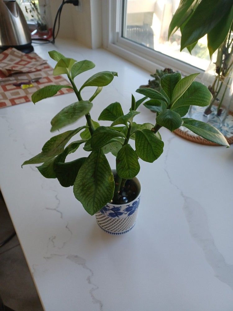 African Poinsettia 4" pots | Euphorbia bicompacta var. rubra | Milk Bush | Live Indoor Outdoor Houseplant |