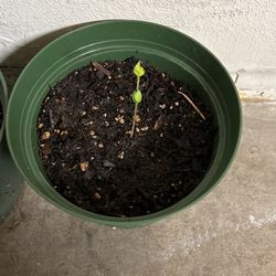 Germinación De Manzana